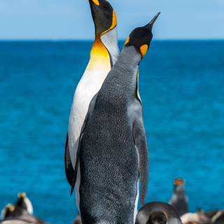 Penguin 4k iPhone wallpaper