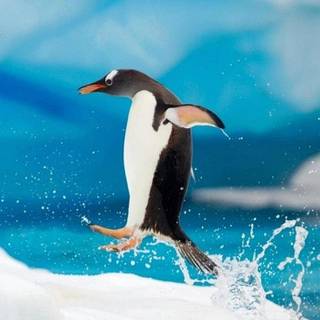 Penguin 4k iPhone wallpaper