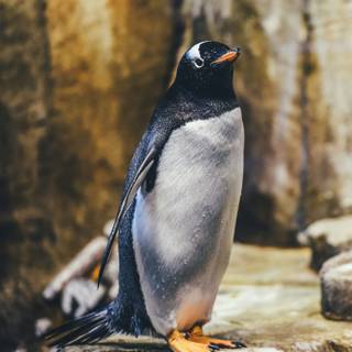 Penguin 4k iPhone wallpaper