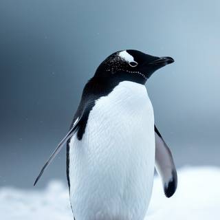 Penguin 4k iPhone wallpaper
