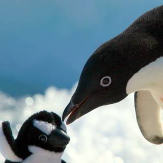 Penguin 4k iPhone wallpaper