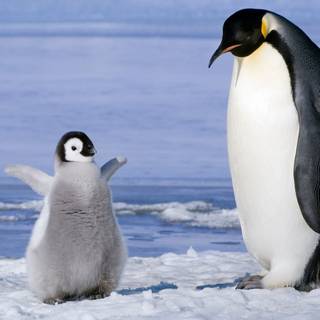 Penguin wallpaper