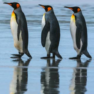 Penguin 4k iPhone wallpaper