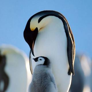 Penguin 4k iPhone wallpaper