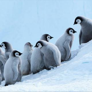 Penguin wallpaper