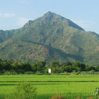 Arunachala wallpaper