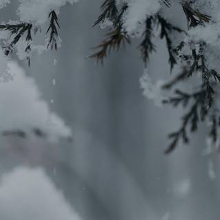 Winter vertical 4k wallpaper
