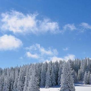 Winter vertical 4k wallpaper