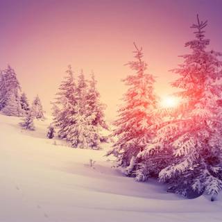 Pink winter 4k wallpaper