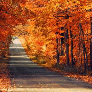 Neon autumn wallpaper