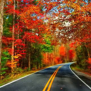 Autumn season road wallpaper