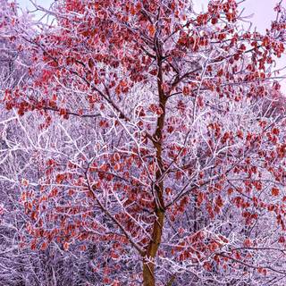 Winter vertical 4k wallpaper