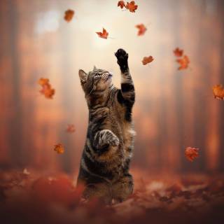 Kitty autumn wallpaper