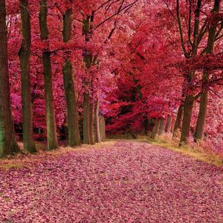 Pink autumn aesthetic wallpaper