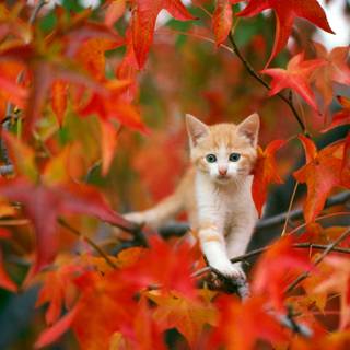 Kitty autumn wallpaper