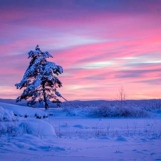 Pink winter 4k wallpaper