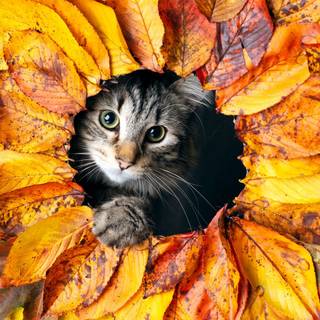 Kitty autumn wallpaper