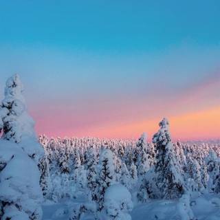 Winter sunset tree wallpaper