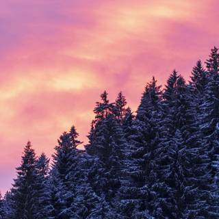 Pink winter 4k wallpaper