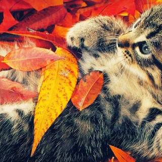 Kitty autumn wallpaper