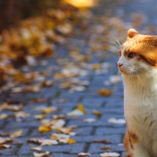 Kitty autumn wallpaper