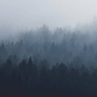 Foggy trees wallpaper