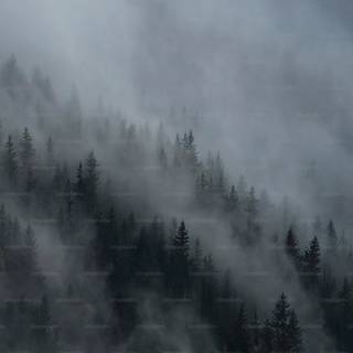 Foggy trees wallpaper