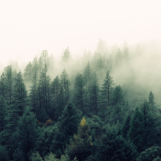 Foggy trees wallpaper