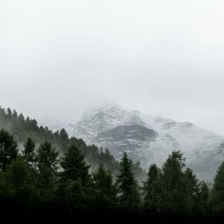 Foggy trees wallpaper