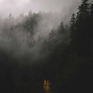 Foggy trees wallpaper