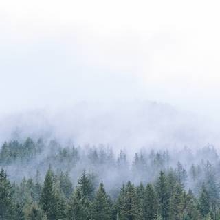 Foggy trees wallpaper