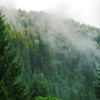 Foggy trees wallpaper