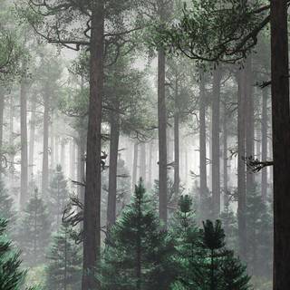 Foggy trees wallpaper