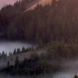 Foggy trees wallpaper