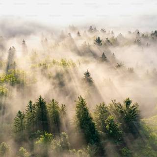 Foggy trees wallpaper