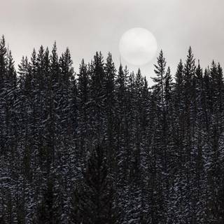 Foggy trees wallpaper