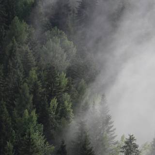 Foggy trees wallpaper