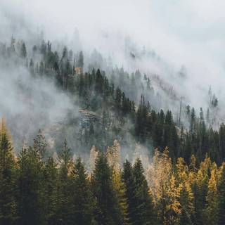 Foggy trees wallpaper