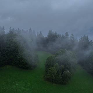 Foggy trees wallpaper