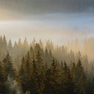 Foggy trees wallpaper