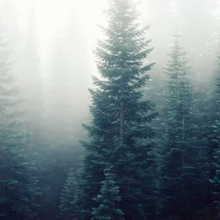 Foggy trees wallpaper