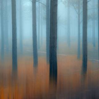 Foggy trees wallpaper