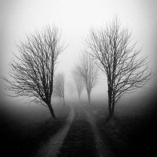 Foggy trees wallpaper