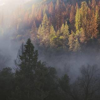 Foggy trees wallpaper