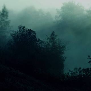 Foggy trees wallpaper