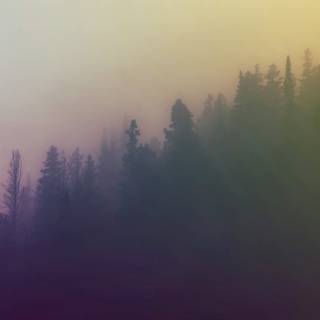 Foggy trees wallpaper