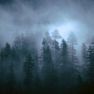 Foggy trees wallpaper