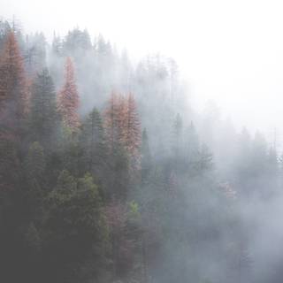 Foggy trees wallpaper