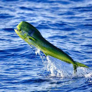 Mahi Mahi fish wallpaper