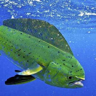 Mahi Mahi fish wallpaper